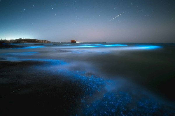 How can you plan a visit to the bioluminescent beaches in Devon?